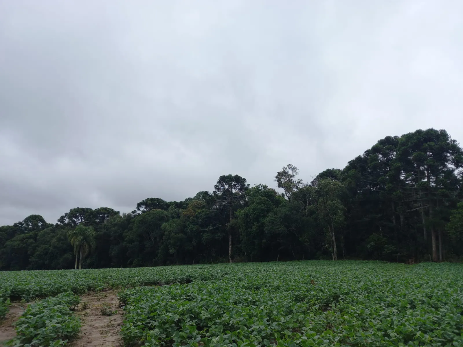 Terreno à venda no Campo Tenente